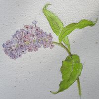 Buddleia - Julia Jacs