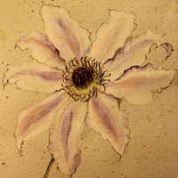 Clematis Blue Moon - Julia Jacs
