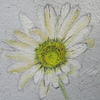 Daisy - Julia Jacs