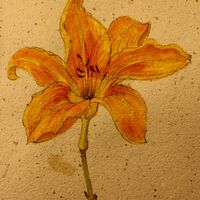 Day Lily - Julia Jacs