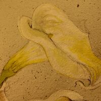 Zantedeschia Lily - Julia Jacs