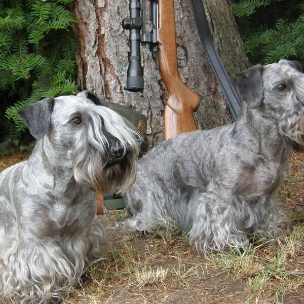 Boar Hunting