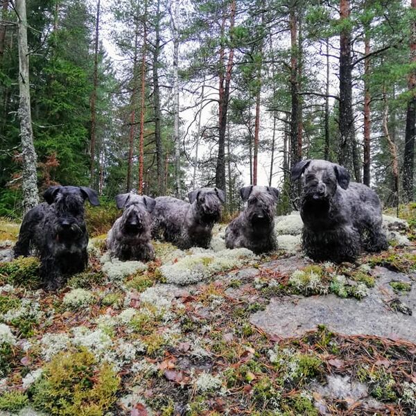 Working as a Pack