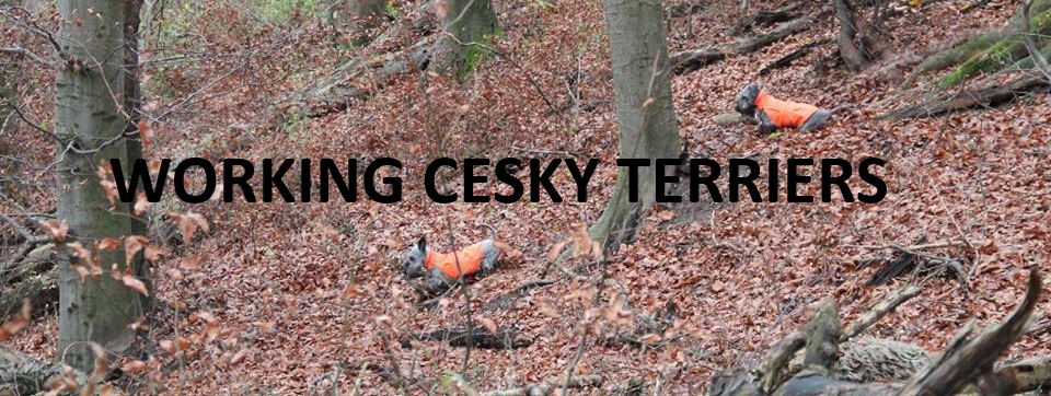Working Cesky Terriers