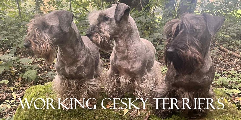 Working Cesky Terriers