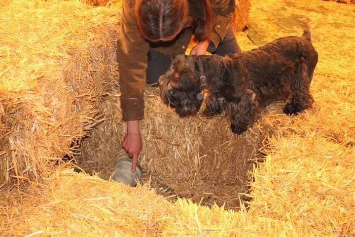 Barn Hunt