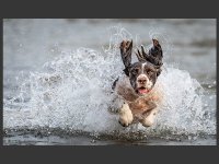 2 Sea Dog by Mark Clayton