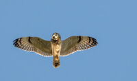 Inquisitive Short Eared Owl by Mark Clayton