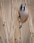 Male Bearded Tit by Mark Clayton