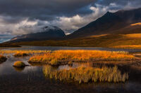 Torridon Gold by Robert Turner