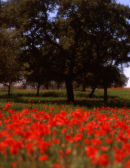 Andalusia:    <br>
Nr Grazalema