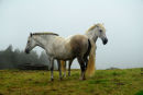 Faial - Horses