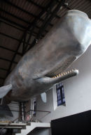 Faial - Porto Pim - Whaling Museum