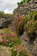 Flores - near Lajedo