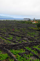 Pico - Madalena - Vines - World Heritage Site