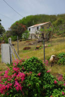 Grenadines - Carriacou - Windward