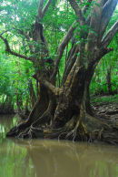 Dominica - Portsmouth - Indian River