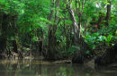 Dominica - Portsmouth - Indian River
