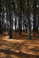 Brittany - Belle Ile - Woodland