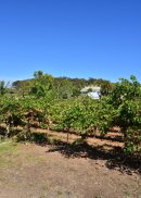 SA: McLaren Vale: Rosemount Winery