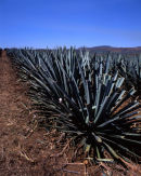 Jalisco: Tequila:<br>
Agave