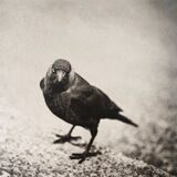 The Jackdaw Stare