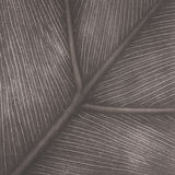 Botanical Venation - Polymer Photogravure Print