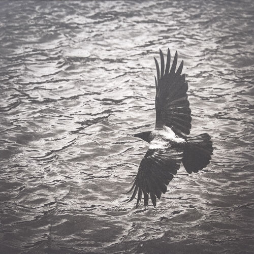 Flight of an Argonaut