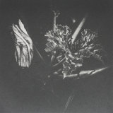 Flowering Courgette - Polymer Photogravure Print
