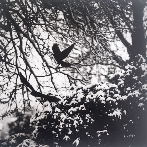 Wintering II