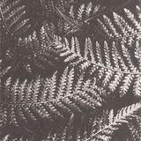 Metallic Fern - Polymer Photogravure Print