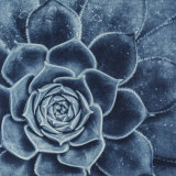 Succulent Detail - Polymer Photogravure Print