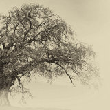 Arterial Tree