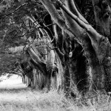 beech avenue