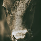 Portrait of a Dexter