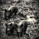 Piglets