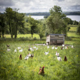 Chickens - Roaming the Range