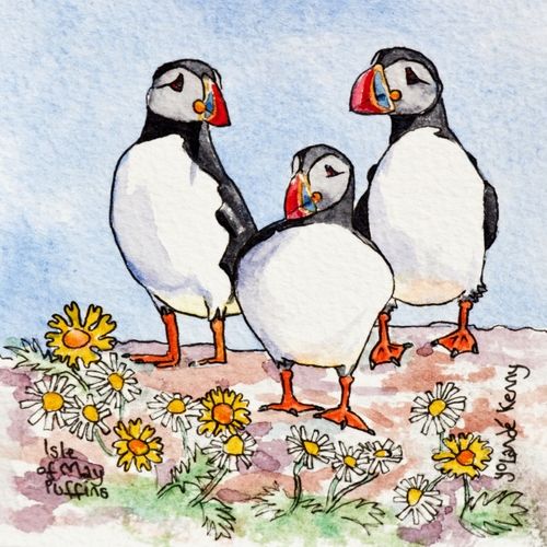 3 Isle of May Puffins ... £20