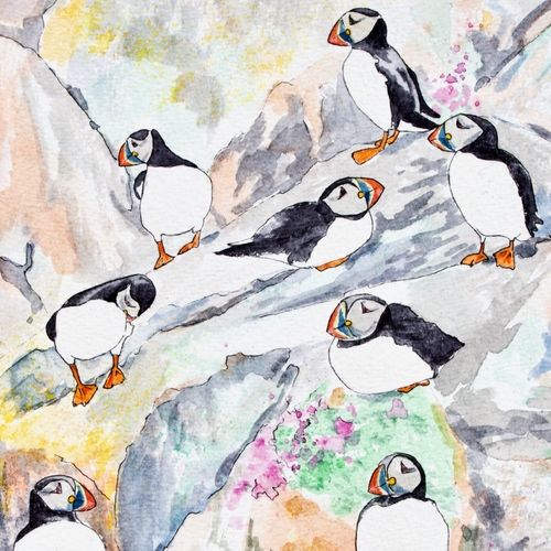 8 Isle of May Puffins ... £20