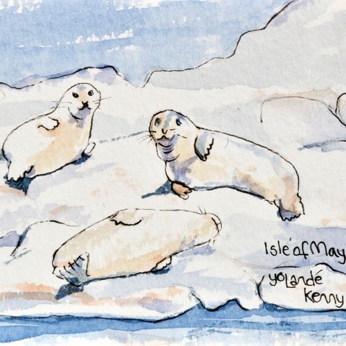 Seals on The Isle of May ... £20