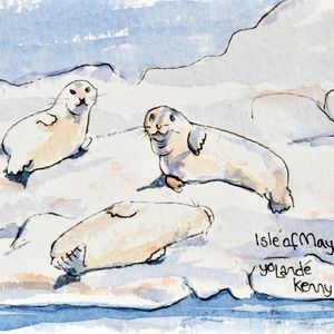 Seals on The Isle of May . . . £20 Seals on The Isle of May ... £20