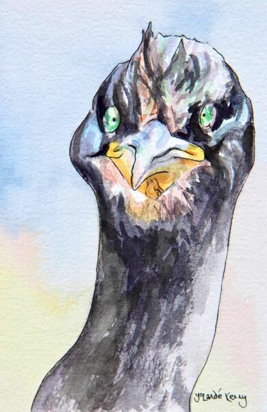 Print 'Isle of May Shag'... £25