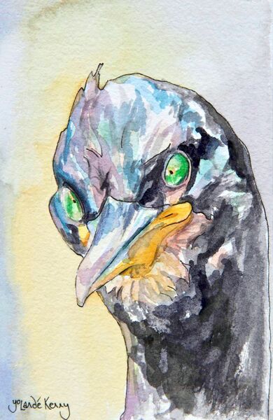 Limited Edition Signed Print 'Isle of May Shag Again'... £25