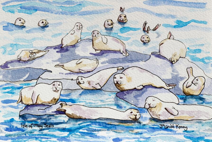 Print 'Isle of May Seals'... £25