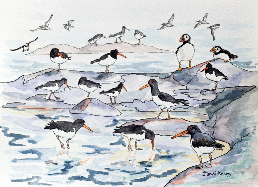 Print 'Oystercatchers and Puffins'... £39