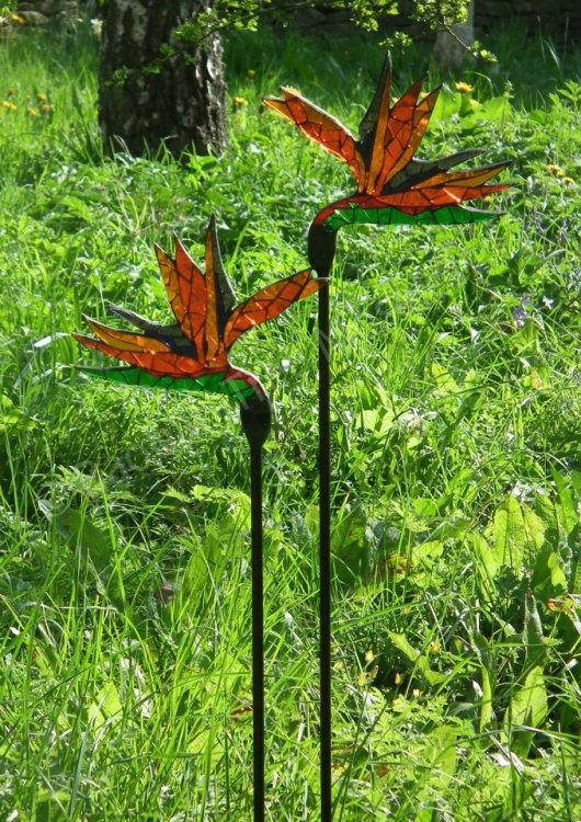 Strelitzias