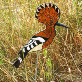 Hoopoe