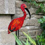 Scarlet ibis