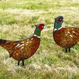 Pheasant