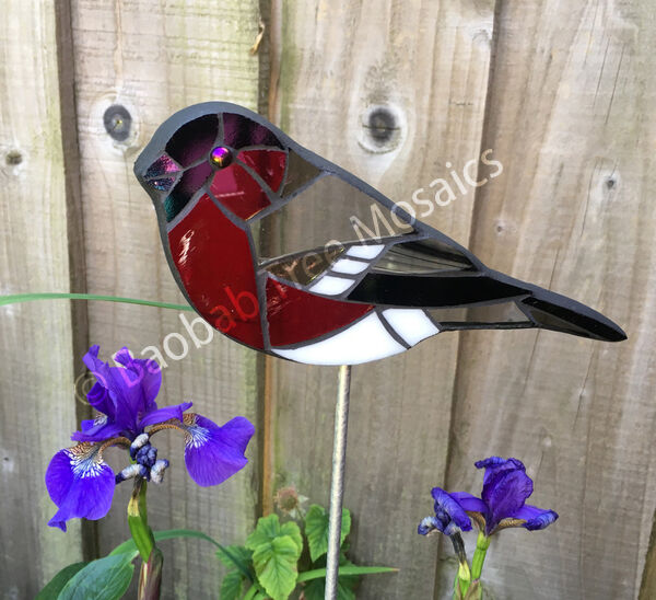 Bull finch